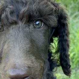 Stanley, boy 1 navy - Brown Poodle puppy in Madison, Wisconsin from KB Standard Poodles