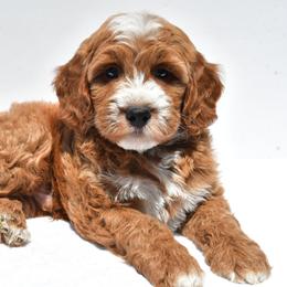 Goldendoodle Puppies from Ohiopuppypaws