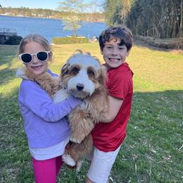 Bernedoodle Puppies from Palmetto Bernedoodles Boutique