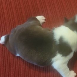 Boston Terrier Puppies from Furhill's Boston Terriers