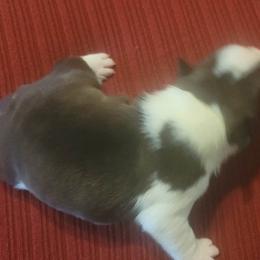 Boston Terrier Puppies from Furhill's Boston Terriers