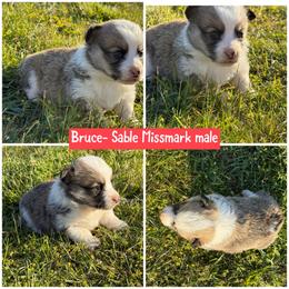 Bruce - Sable male Pembroke Welsh Corgi puppy in Aberdeen, Washington from Coastal country Farms