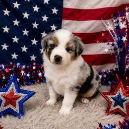 Missy - Blue merle female Australian Shepherd puppy in Cambridge, Ohio from Solis Performance Horses & Australian Shepherds