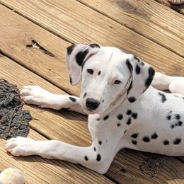 Lego - Dalmatian puppy from Developing Spots