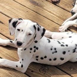 Lego - Dalmatian puppy from Developing Spots