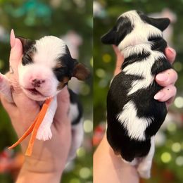Tater - Tri-color male Cavapoo puppy in Linden, Michigan from Maple Drive Doodles