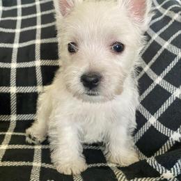 Peridot (green) - White male West Highland White Terrier puppy in Jefferson, North Carolina from McGuire’s High Country Terriers