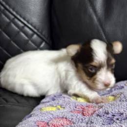 Georgette AKC - Chocolate, tan and white female Yorkshire Terrier puppy in Labelle, Florida from Chocolate and Parti Yorkies in Florida