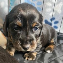 Raven - Black and tan female Dachshund puppy in Trenton, Florida from Tweenie Weenie Dachshunds