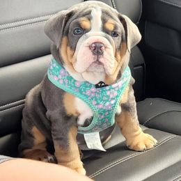 Bulldog Puppies from Wiggle Butts Bulldogs