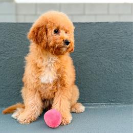 Moana - Red  female Goldendoodle puppy in Phoenix, Arizona from Deer Valley Doodles