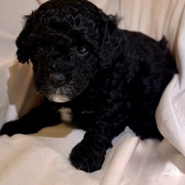 Bernedoodle Puppies from Florida Mini Bernedoodles
