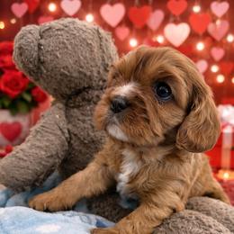 Ginny - Ruby female Cavalier King Charles Spaniel puppy in Gloucester, Virginia from Enchanting Cavaliers