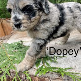 Bernedoodle Puppies from Ponderosa Puppy