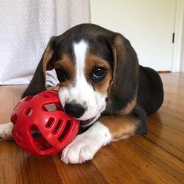 Bagie - Black and white female Beagle puppy in Texas, Texas from Beagles For Home