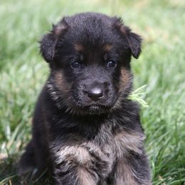 German Shepherds from Centennial German Shepherds