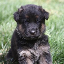 German Shepherds from Centennial German Shepherds