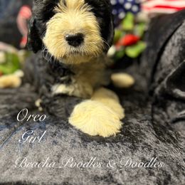 Oreo - female Golden Mountain Doodle puppy in Rockville, Minnesota from Bracha Poodles & Doodles