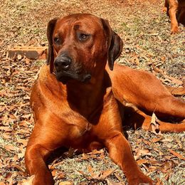 Rhodesian Ridgeback Puppies from Raven’s Ridgebacks