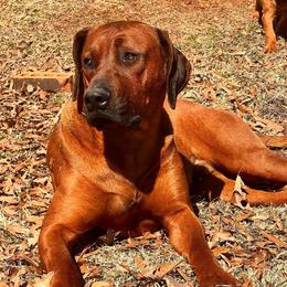 Rhodesian Ridgeback Puppies from Raven’s Ridgebacks