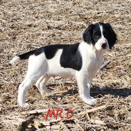 Mr. C - Black and white male English Springer Spaniel puppy in Craig, Nebraska from Fur & Feathers Kennel