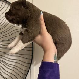 Boy 1 - Black male Siberian Husky puppy in Tulsa, Oklahoma from EvergreenEliteKennel