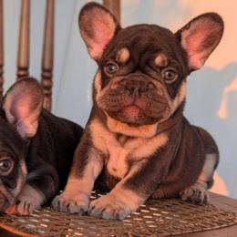 Aberdeen Angus - Tricolors female French Bulldog puppy in Fort Atkinson, Wisconsin from Bishop Bullyz