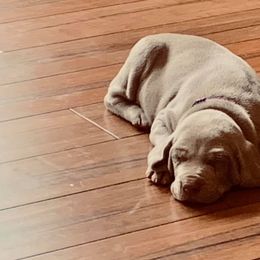 Weimaraner Puppies from Always Faithful Weimaraners