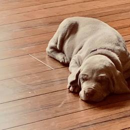 Weimaraner Puppies from Always Faithful Weimaraners