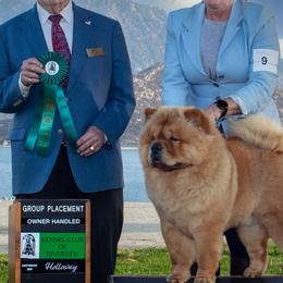 Chow Chow from Kew Chows