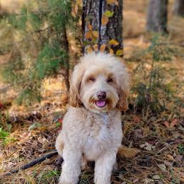 Piper - Australian Labradoodle