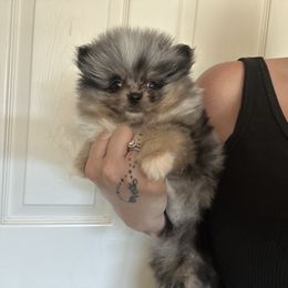 Pomeranian Puppies from Glitzypoms