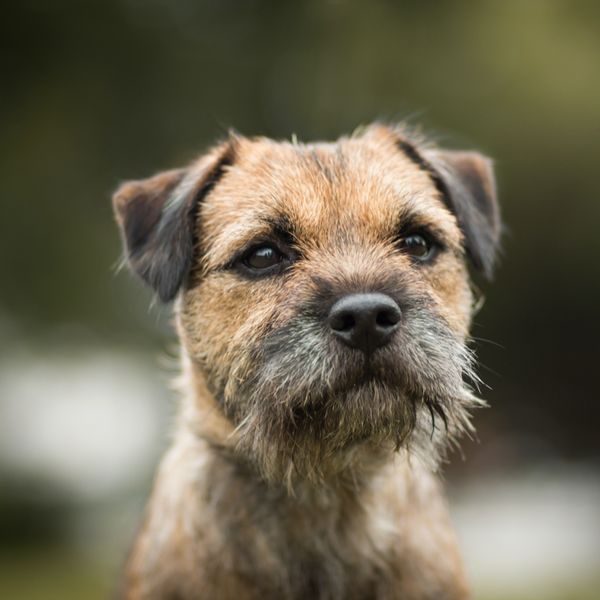 Border Terrier