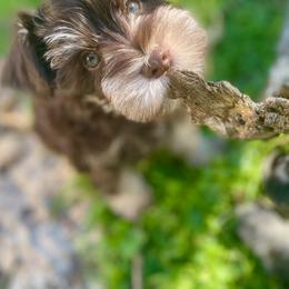 Miniature Schnauzer Puppies from Chambers Schnauzers