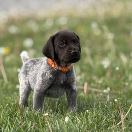 German Shorthaired Pointer Puppies from Upland Points Gun Dogs