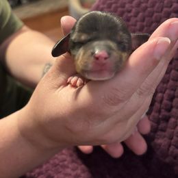 Claire - Dapple female Dachshund puppy in Clovis, New Mexico from ODell's Dachshunds