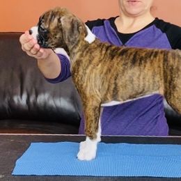 Boxer Puppies from Fineview Boxers