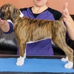 Boxer Puppies from Fineview Boxers