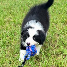 Baby girl - Black and white female Border Collie puppy in Live Oak, Florida from K&R RANCH KENNELS