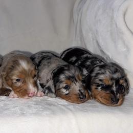 Dachshund Puppies from Tabs Teenie Weenies 🌭
