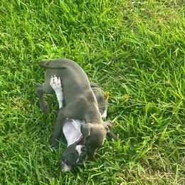 Italian Greyhound Puppies from Fisher Link