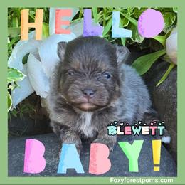 Blewett - Blue and tan male Pomeranian puppy in Eatonville, Washington from Foxy Forest Poms