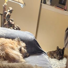 Cairn Terriers from WoodSchott Cairn Terriers