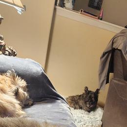 Cairn Terriers from WoodSchott Cairn Terriers