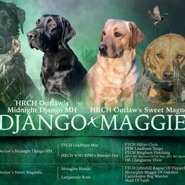 Labrador Retriever puppies from Outlaw Ridge Kennels