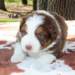 Volt - Red tri-color male Australian Shepherd puppy in Coldwater, Michigan from Northern Star Australian Shepherds