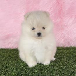 Brie - Cream female Pomeranian puppy in Kennesaw, Georgia from Cream Puffs Pomeranian Puppies