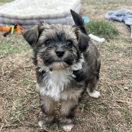 Teddy Bear - Sable male Chinese Crested puppy in Springfield, Oregon from Rose’s Chinese Cresteds