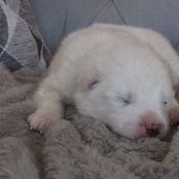 Dark Purple Girl - Samoyed puppy in West Jordan, Utah from My Samoyed Family