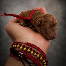Girl 1 - Red Collar - Red  female Goldendoodle puppy in Lancaster, California from Kid's Best Doodle